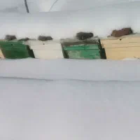 زنبورعسل|حیوانات مزرعه|سقز, |دیوار