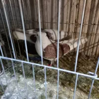 چهار جفت کبوتر