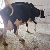 گاو