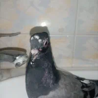 کفتر پرشی جوجه جیر دونه 60|پرنده|قم, باغ شازده|دیوار