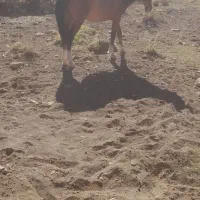 اسب