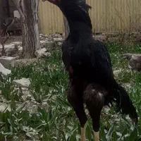 خروس ومرغ لاری افغان قلم سیاه