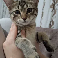 واگذاری گربه ماده DSH