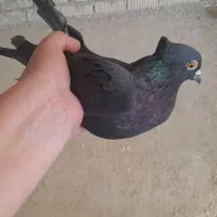 یک جفت کبوتر با چهارعددتخم