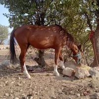 اسب پر خون آگهی به دقت بخون|اسب و تجهیزات اسب‌سواری|خرم‌آباد, |دیوار