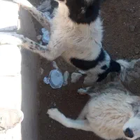 سگ گله|سگ|مزایجان, |دیوار