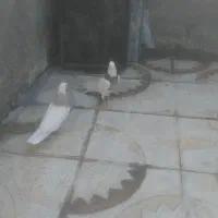 کبوتر طوق
