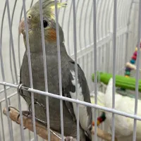 عروس هلندی سخنگو دستی