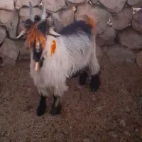 بیگ دوبری و تخمی|حیوانات مزرعه|ایذه, |دیوار