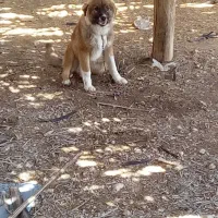 سگ.|سگ|شیراز, بعثت|دیوار