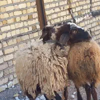 گوسفندوبره ماده جهت قربانی ۵۰کیلویی