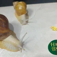 خزنده اچاتینا و ایماکولاتا