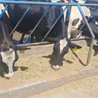 کارگر دامداری گاو شیری