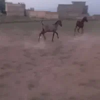 اسب|اسب و تجهیزات اسب‌سواری|شیراز, دارالرحمه|دیوار