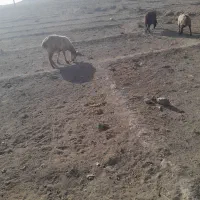 میش اوست ۷ عدد|حیوانات مزرعه|تربت جام, جلگه موسی آباد|دیوار