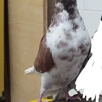 کفتر پرشی شمرونی|پرنده|اصفهان, کشاورزی|دیوار