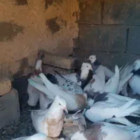 کبوتر طوقی