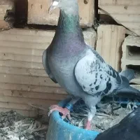 تعداد کبوتر