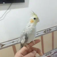 چند عدد عروس هلندی