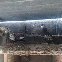 دوتا سیاه نر و یه جفت پرشی