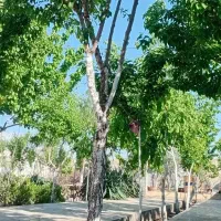 باغ-ویلا-چهارفصل