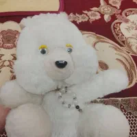 لیوان استکان|ظروف سرو و پذیرایی|قم, نوبهار|دیوار