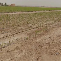 فروش فوری زمین کشاورزی