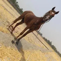 اسب نر