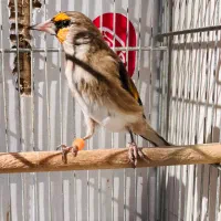 سهره معامله  با انگشتر نقره