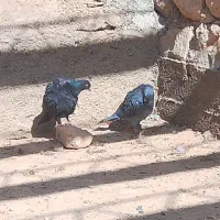 کبوتر زاق وپلاکی در دینراک