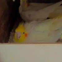 عروس هلندی لوتینو مولد  جفت با تخم|پرنده|مشهد, سیس‌آباد|دیوار