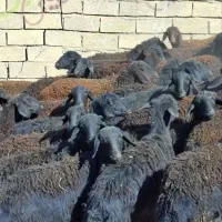 گوسفند افشاری و قزل|حیوانات مزرعه|بروجرد, |دیوار