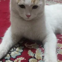 واگذاری گربه