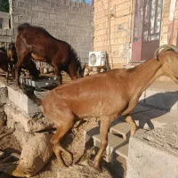 بز دورگه دو قلوزا|حیوانات مزرعه|خرم‌آباد, |دیوار