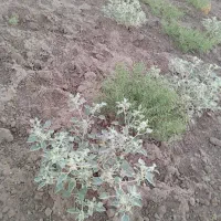 چوپانی. چوپان . هستم