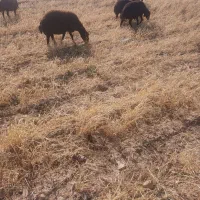 میش|حیوانات مزرعه|قیدار, |دیوار