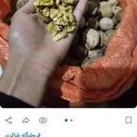 گردو تویسرکان