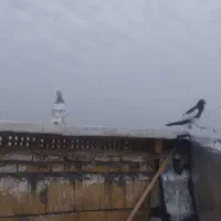 کبوتر دوری|پرنده|اندیمشک, |دیوار