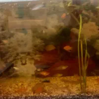 اکواریوم وماهی و لوازم معاوضه باپرنده|ماهی|علی‌آباد کتول, |دیوار