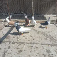 ۶عدد کبوتر پرشی هم جفتگاه