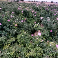 نهال گل محمدی|گل و گیاه طبیعی|مشهد, فرخد|دیوار