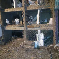 کبوتر پرشی|پرنده|کوچصفهان, |دیوار