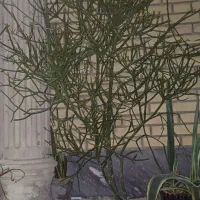 گل یوکا بزرگ -شاخ گوزنی بزرگ|گل و گیاه طبیعی|بندر گناوه, |دیوار