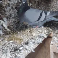 کفتر|پرنده|میبد, |دیوار