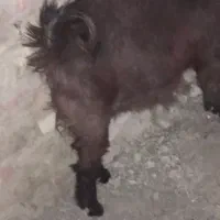 کهره چاق وچله|حیوانات مزرعه|زابل, |دیوار