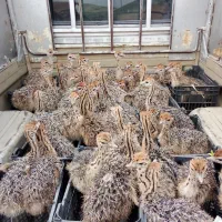 فروش جوجه شترمرغ