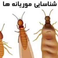 سمپاشی/موریانه زدایی/سم پاشی/کل خوزستان تضمینی|خدمات نظافت|شوش, |دیوار