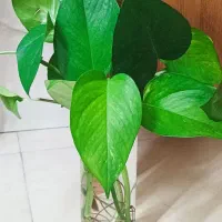 گلدان چوبی دیواری و گل پتوس