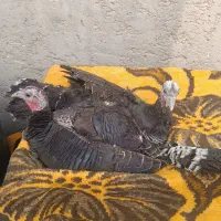 بوقلمون|حیوانات مزرعه|زهک, |دیوار