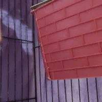 دو عدد مرغ عشق نر با تمام لوازم و قفس|پرنده|گلبهار, شهر جدید گلبهار|دیوار